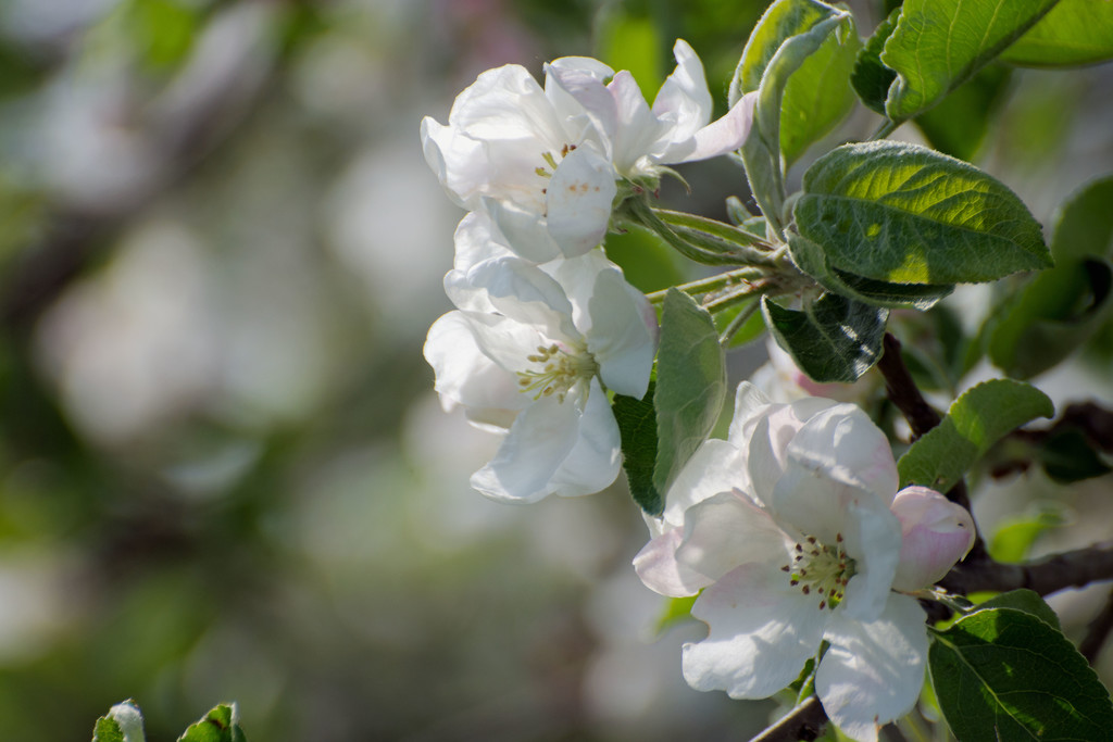 More Apple Blosssoms  by farmreporter