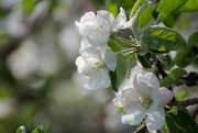 30th May 2019 - More Apple Blosssoms 