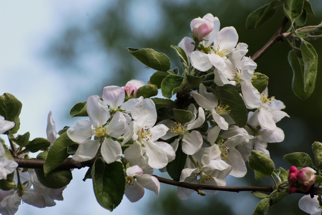 Tired of Apple Blossoms Yet? by farmreporter