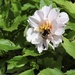 Bee on Dhalia by mattjcuk