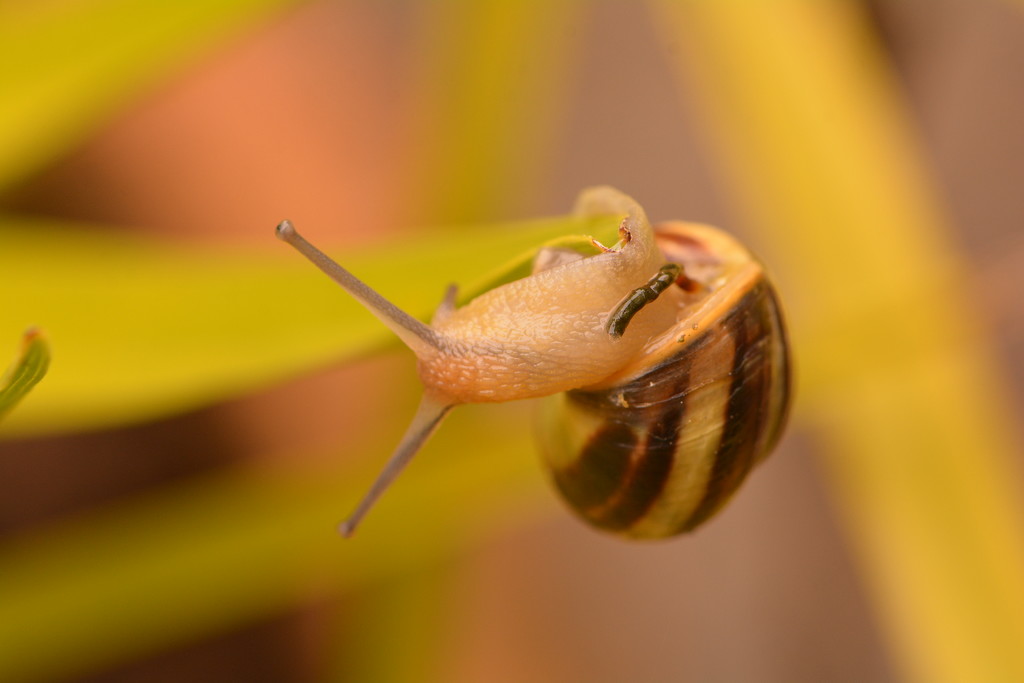Athletic snail......... by ziggy77