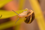 1st Jun 2019 - Athletic snail.........