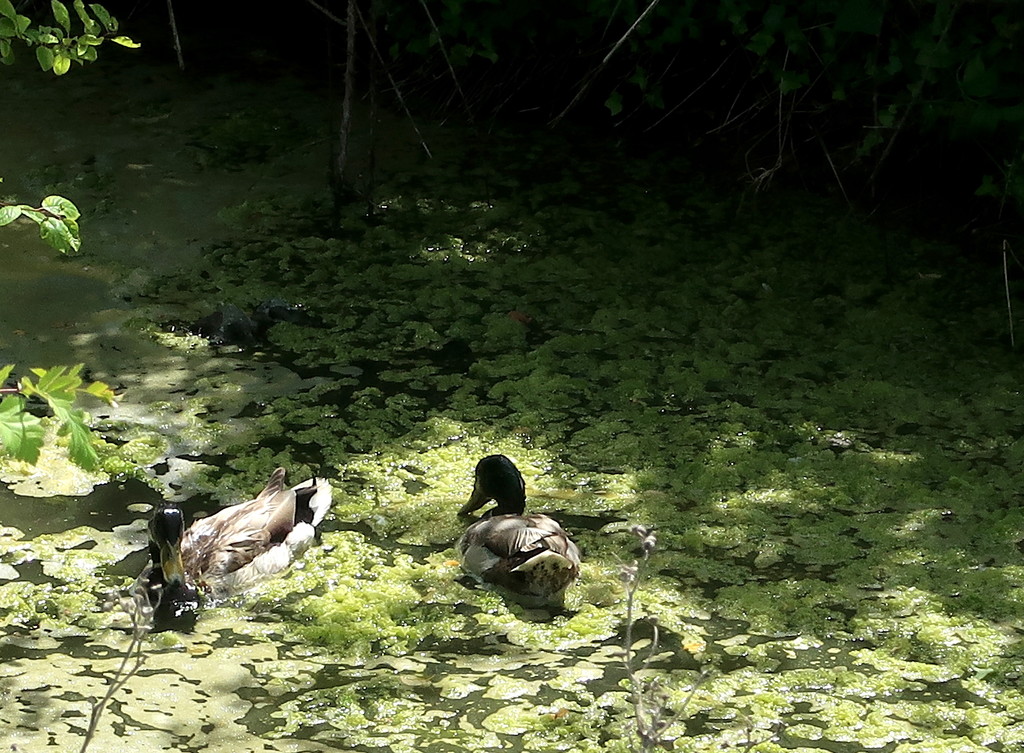 Ducks In Green by davemockford