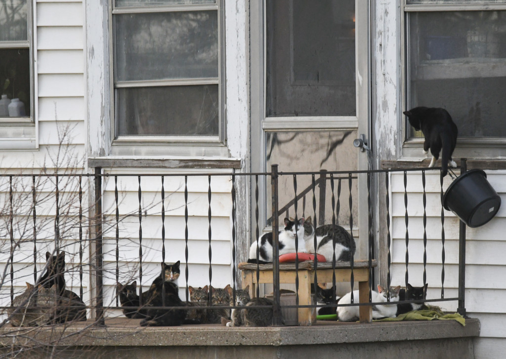 Fourteen Cats on a Porch by kareenking