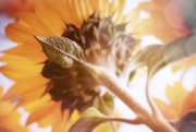 1st Jun 2019 - 2019-06-01 sunflower