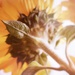2019-06-01 sunflower by mona65