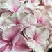 Pink hydrangeas  by craftymeg