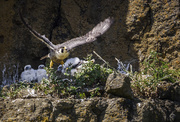 1st Jun 2019 - Mom Peregrine Falcon Flying Off After Feeding Babies