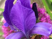 20th May 2019 - Iris Flower