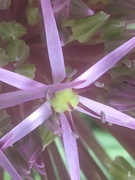 28th May 2019 - Allium Flower 