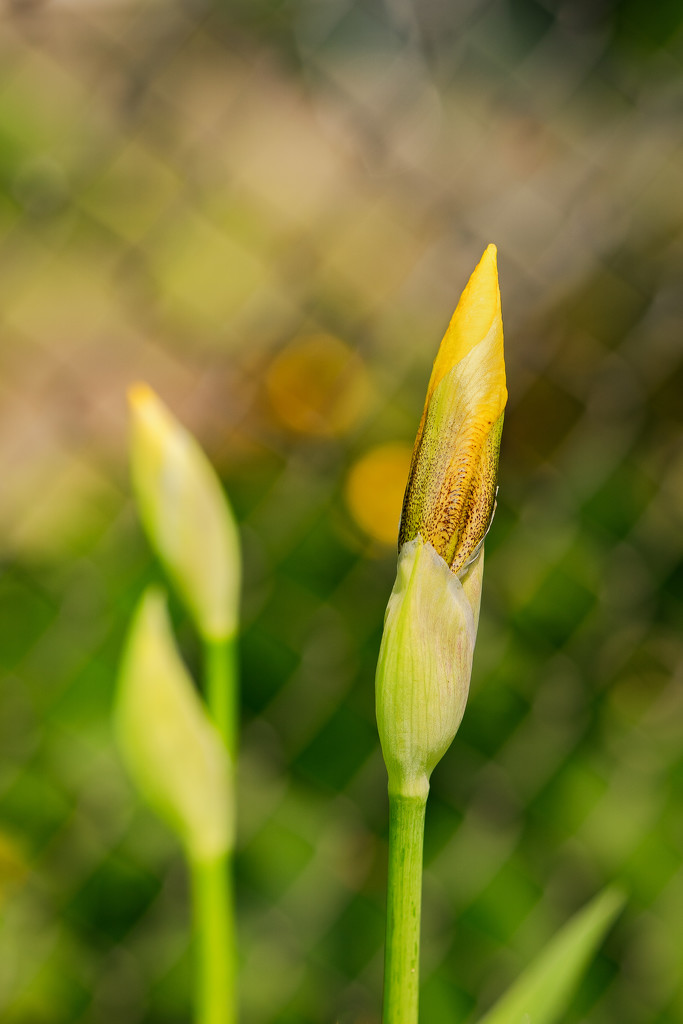 yellow iris budding by jernst1779
