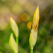 yellow iris budding by jernst1779