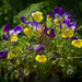 Pretty in the pansies by berelaxed