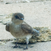 1st Jun 2019 - Northern Rough-winged Swallow