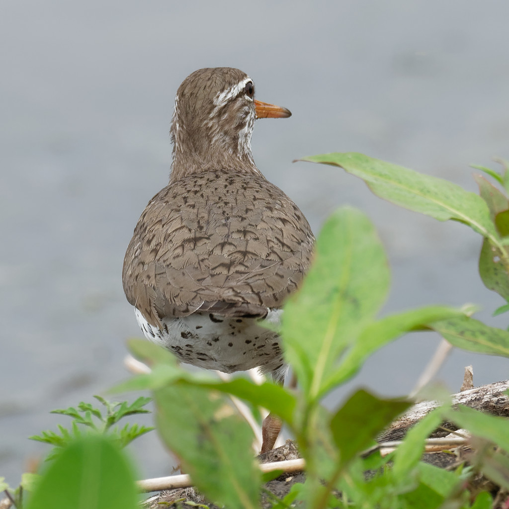 Spotted Sandpiper by rminer