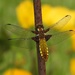  The Broad Bodied Chaser ( Libellula depressa )            by susiemc