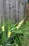 1st Jun 2019 - Gladiolas in the summer