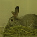 Bunny at AniMall by sfeldphotos