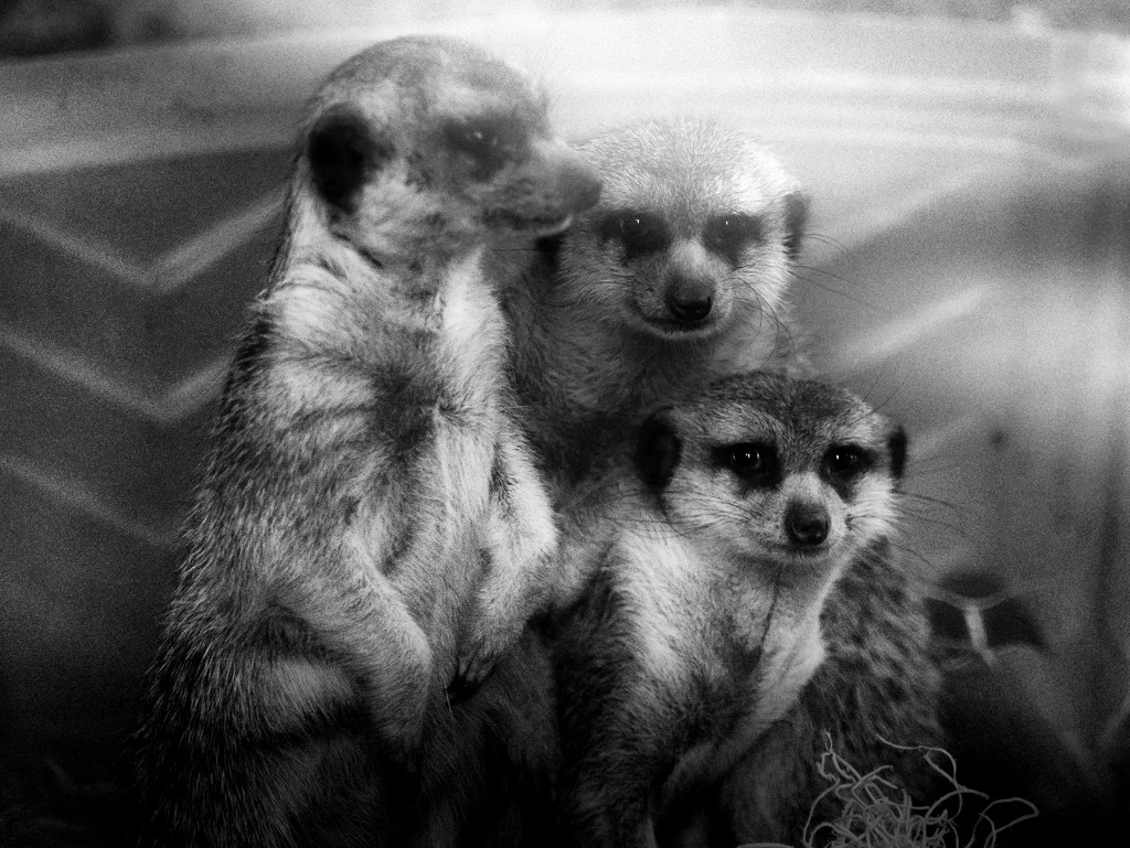 meerkats by northy