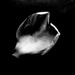 Fallen petal by cristinaledesma33