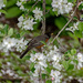 Robin in Blossoms by farmreporter