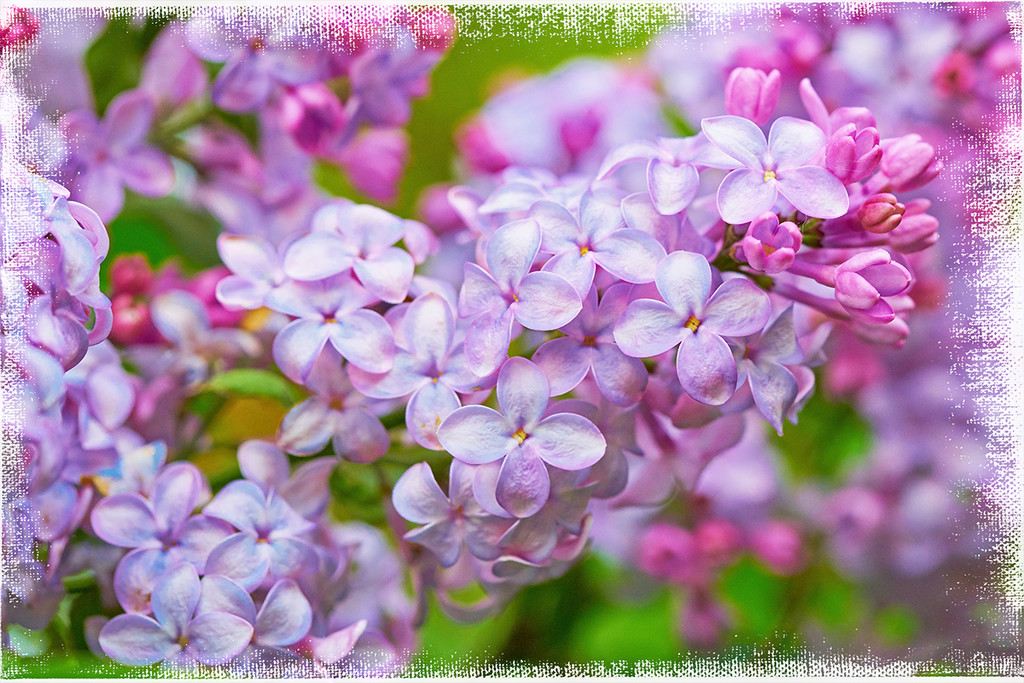 Lilac Season by gardencat