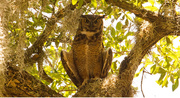 1st Jun 2019 - Mom Great Horned Owl Trying to Cool Off!