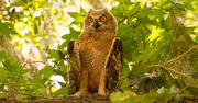 1st Jun 2019 - Baby Great Horned Owl Trying to Cool Off!