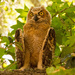 Baby Great Horned Owl Trying to Cool Off! by rickster549