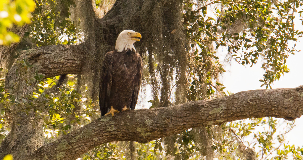 The Bald Eagle Has Arrived! by rickster549