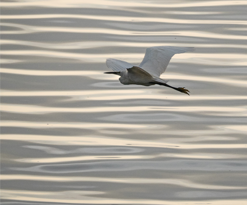 Egret in flight by ianjb21