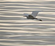 29th May 2019 - Egret in flight