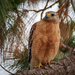 Red Shouldered Hawk Losing the Light II