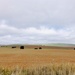 SA farmland  by pusspup