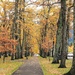 Autumnal avenue by kiwinanna