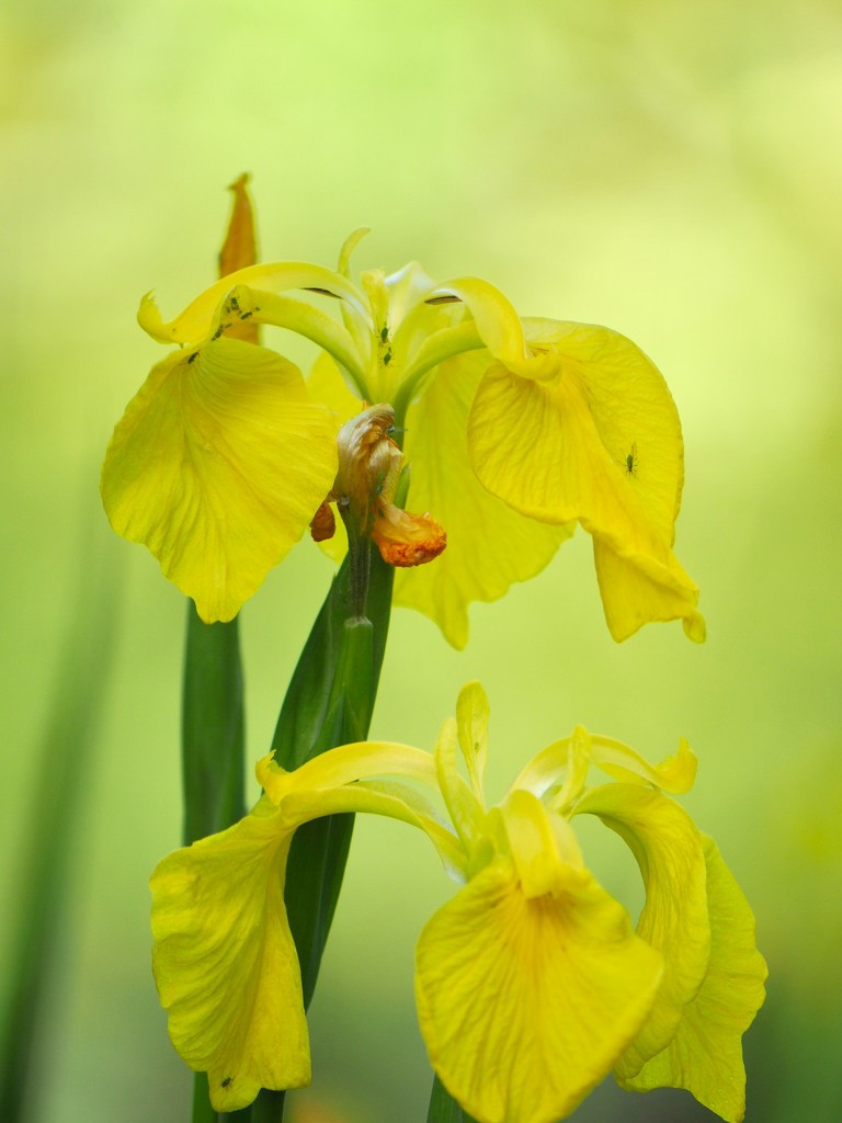 Yellow Irises by jacqbb
