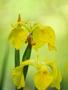 2nd Jun 2019 - Yellow Irises