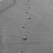 Footprints In the Sand..._DSC5102 by merrelyn