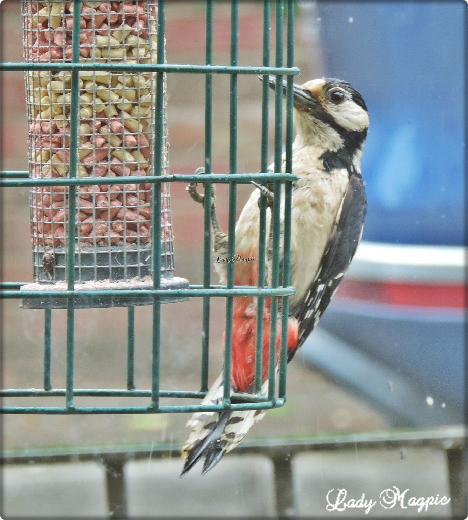A Visit by Woody Woodpecker. by ladymagpie