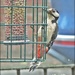 A Visit by Woody Woodpecker. by ladymagpie