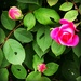 Three Rose Buds by yogiw