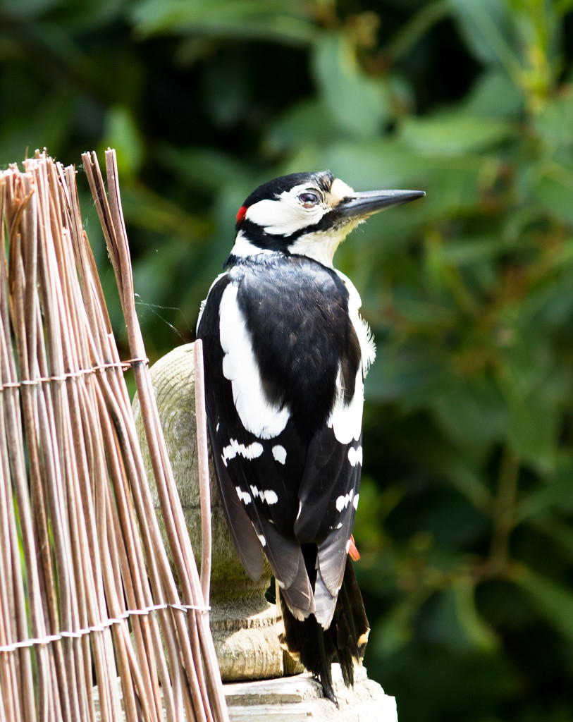 Great Spotted Woodpecker by peadar