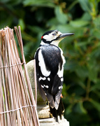 2nd Jun 2019 - Great Spotted Woodpecker