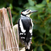 Great Spotted Woodpecker by peadar