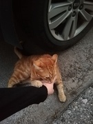 23rd May 2019 - Meeting a cat on my way home