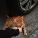 Meeting a cat on my way home by nami
