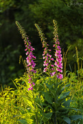 31st May 2019 - Foxglove As the Sun Goes Down