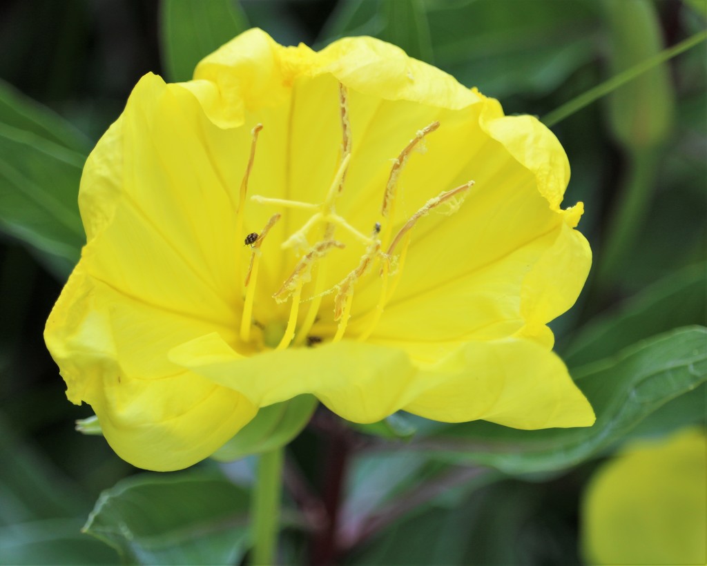 June 1: Evening Primrose by daisymiller