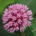 June 2: Milkweed by daisymiller