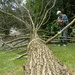 Fallen Tree with Dad by sfeldphotos
